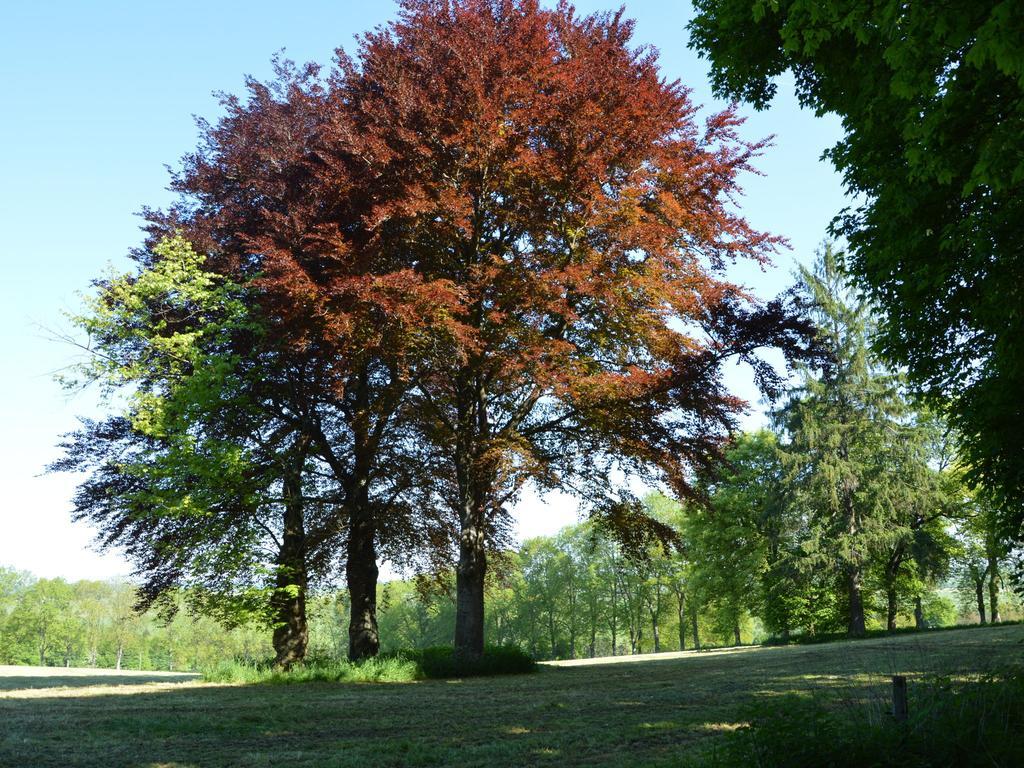 Attached On The Edge Of The Forest * Trois-Ponts